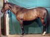 stallion Ultan AA (Anglo-Arabs, 1986, from Markus AA)