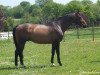 stallion Marquis de La Lande H D C (Selle Français, 2000, from Quito de Baussy)