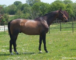 stallion Marquis de La Lande H D C (Selle Français, 2000, from Quito de Baussy)