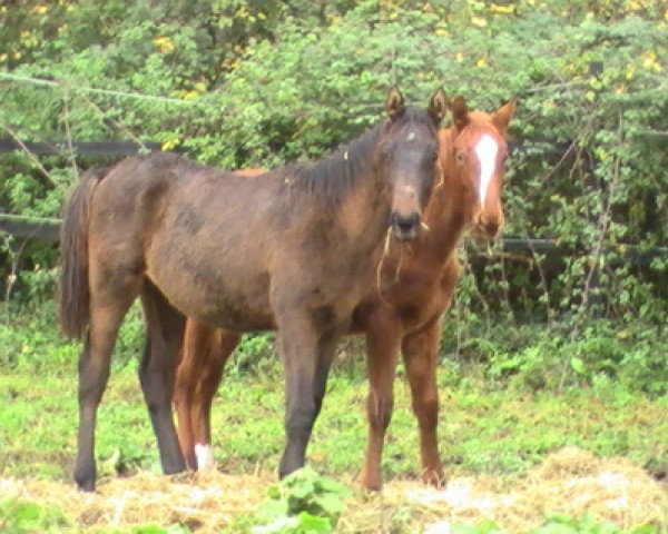 horse Vadim de Savigny (Selle Français, 2009, from Marquis de La Lande H D C)