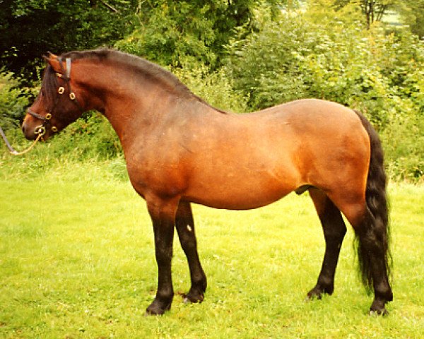 stallion Shilstone Rocks Warlord (Dartmoor Pony, 1992, from Shilstone Rocks D-Day)
