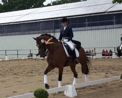 dressage horse Coop Royal (Holsteiner, 2003, from Chello I)