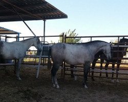 horse Las quapas (Pura Raza Espanola (PRE), 2013)