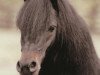 stallion Sta-Rho's Racy (Dartmoor Pony, 1981, from Vean Sweet William)