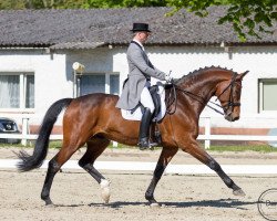 dressage horse Stauffenberger (Hanoverian, 2006, from Stedinger)