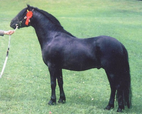 Deckhengst Allendale Flauros (Dartmoor-Pony, 1974, von Huntspath Holly)