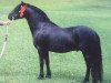 stallion Allendale Flauros (Dartmoor Pony, 1974, from Huntspath Holly)