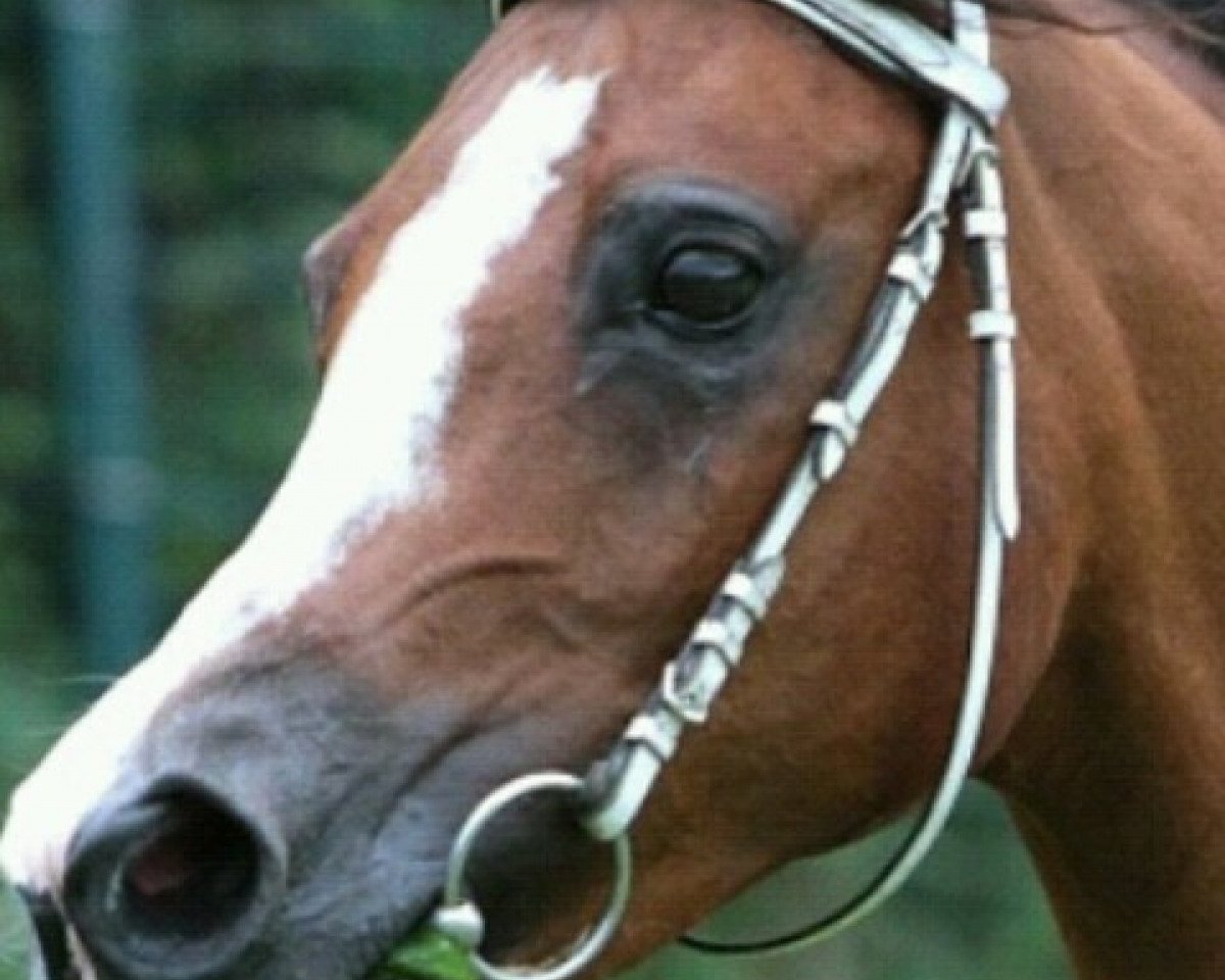 Zuchtstute Edisha (Arabisches Halbblut / Partbred, 2001, von Nowie)