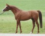 stallion Pagur ox (Arabian thoroughbred, 2007, from Gepard 1984 ox)