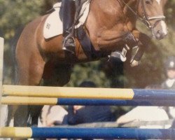 Pferd Leon 242 (Deutsches Reitpony, 1996, von Lord)