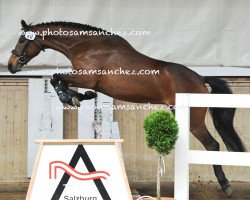 Springpferd Sunshine 662 (Österreichisches Warmblut, 2012, von Amantus)