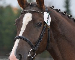 Pferd Traumtänzer de Rugenet (Schweizer Warmblut, 2012, von Totilas)