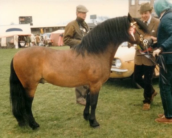 Deckhengst Brandsby Tornado (Dartmoor-Pony, 1975, von Petroc)