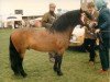 stallion Brandsby Tornado (Dartmoor Pony, 1975, from Petroc)