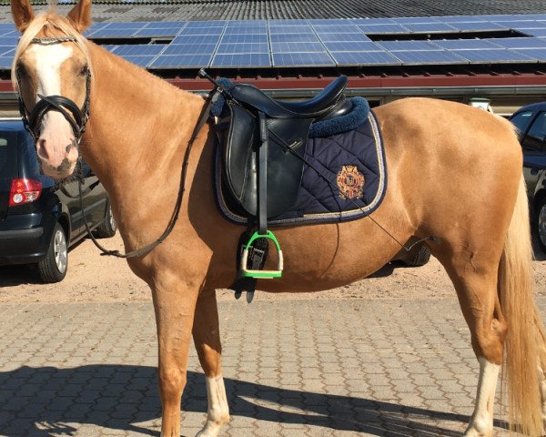 dressage horse Day of Decision (German Riding Pony, 2012, from Day of Future 2)