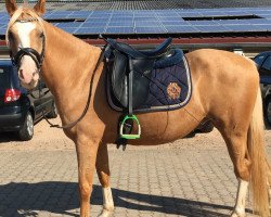 dressage horse Day of Decision (German Riding Pony, 2012, from Day of Future 2)