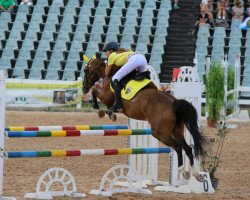 jumper Alina 379 (German Riding Pony, 2004, from Sir Charles)