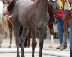 Zuchtstute Sommersault Sunny Siegerfohlen 2016 (Appaloosa, 2016)