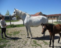 broodmare Jenai de Petra (Selle Français, 1997, from Abdullah)