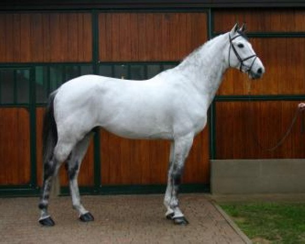 stallion Centino du Ry (Württemberger, 1999, from Cento)