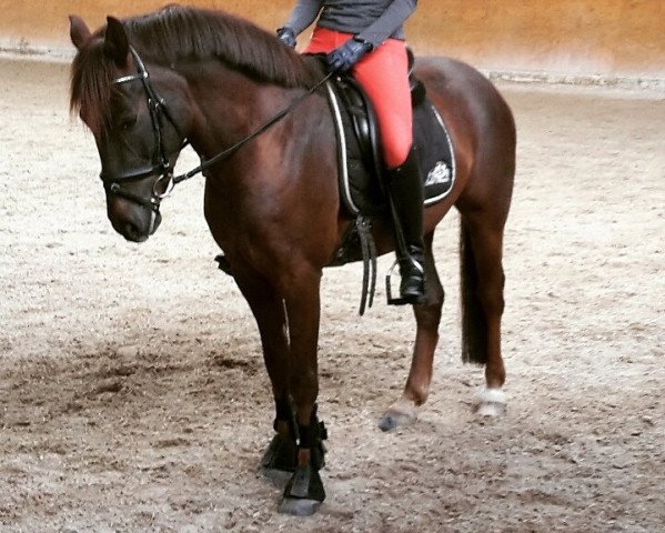 dressage horse Forester's Quibell (Pony without race description, 2011, from Forester)