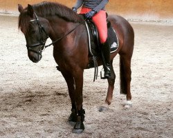 dressage horse Forester's Quibell (Pony ohne Rassebezeichnung, 2011, from Forester)