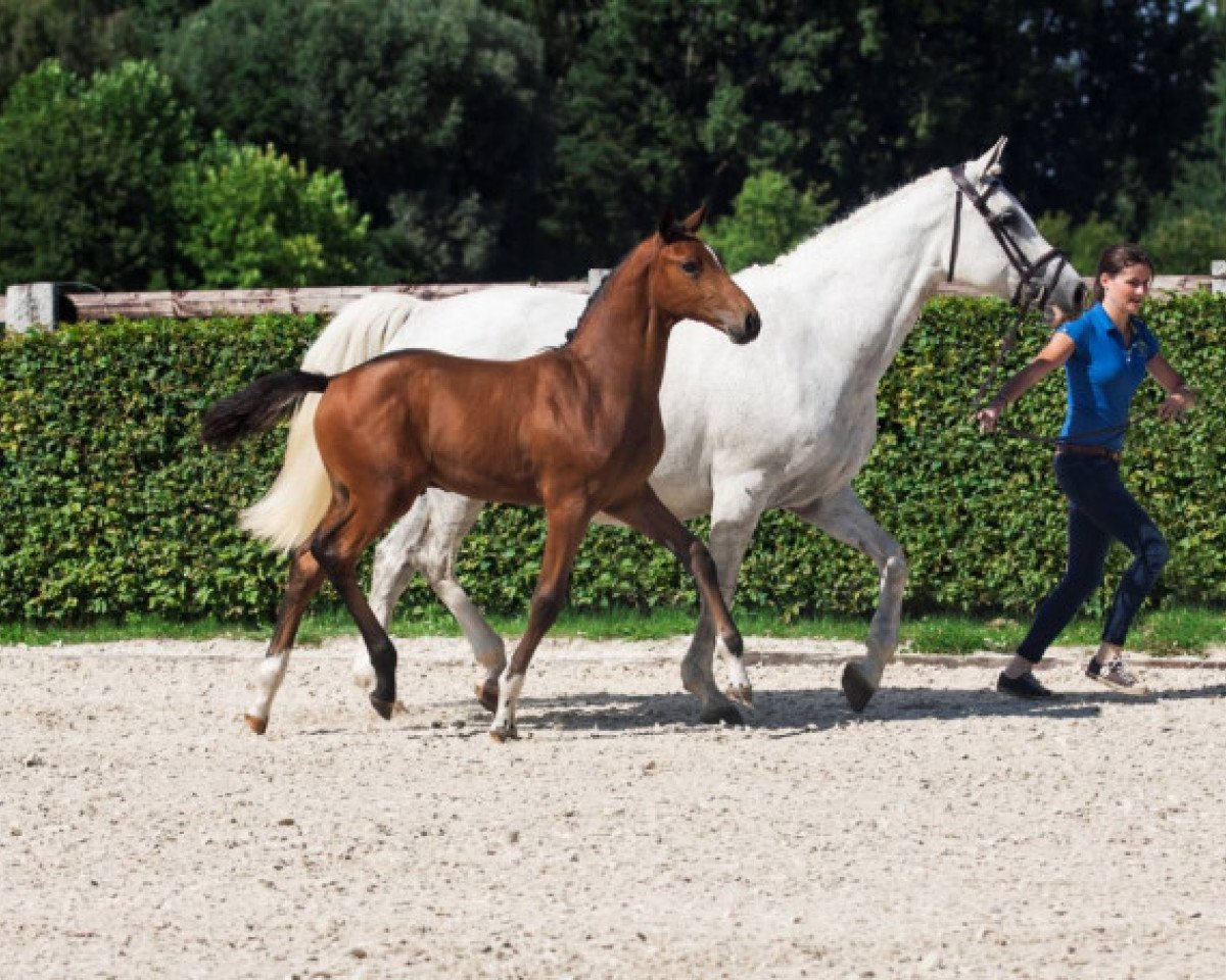 jumper Don't Ask Z (Zangersheide riding horse, 2015, from Diamant de Semilly)