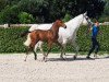 jumper Don't Ask Z (Zangersheide riding horse, 2015, from Diamant de Semilly)