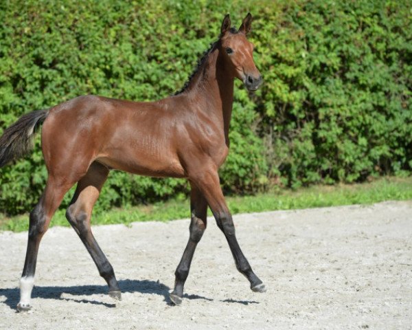 jumper Diamant's Clarity van de Bosweg Z (Zangersheide riding horse, 2015, from Diamant de Semilly)