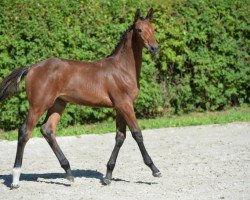 jumper Diamant's Clarity van de Bosweg Z (Zangersheide riding horse, 2015, from Diamant de Semilly)