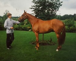 broodmare Belle-Fleur (Hanoverian, 1987, from Bogenschuetze)