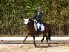 dressage horse Princessin (unknown, 2005)