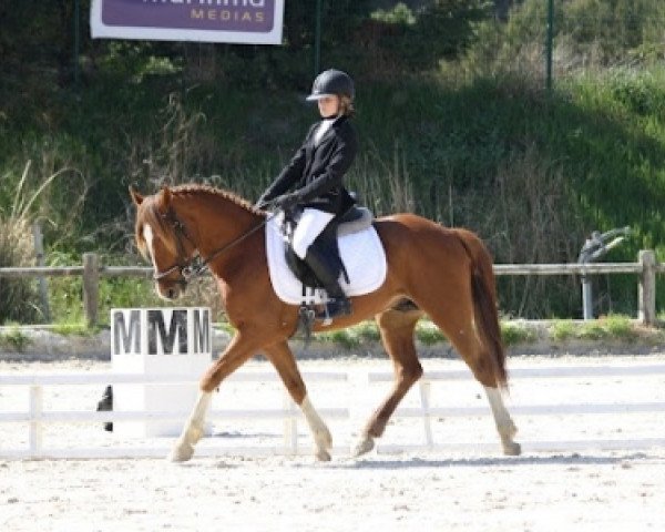 dressage horse Sauvage des Morins (French Pony, 2006, from Durello)