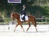 dressage horse Sauvage des Morins (French Pony, 2006, from Durello)