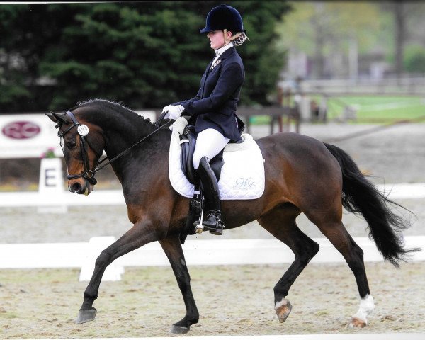 dressage horse Royal Star Quincy (unknown, 1999)