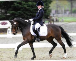 dressage horse Royal Star Quincy (unknown, 1999)