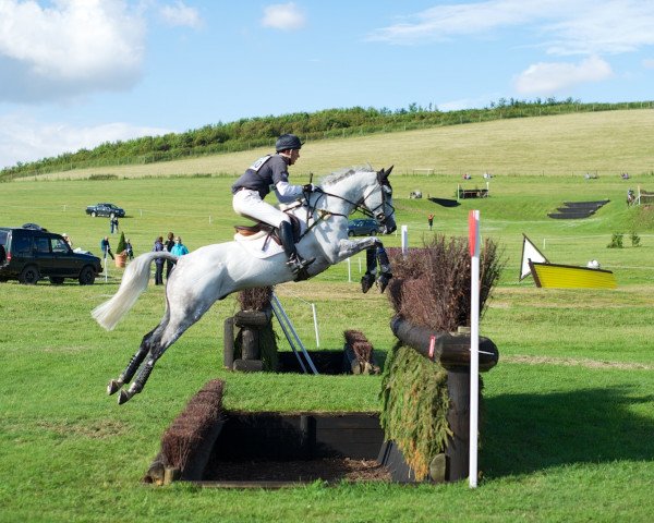 jumper Billy Bounce (anglo european sporthorse, 2005, from Cevin Z)