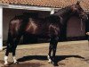 stallion Didi (Belgian Warmblood, 1980, from Colorado X)