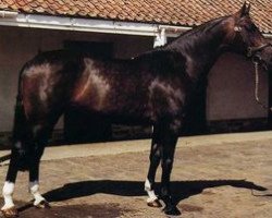 stallion Didi (Belgian Warmblood, 1980, from Colorado x)