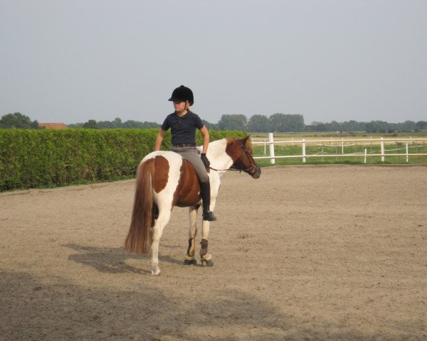 Dressurpferd Baschano (Kleines Deutsches Pony, 1995)