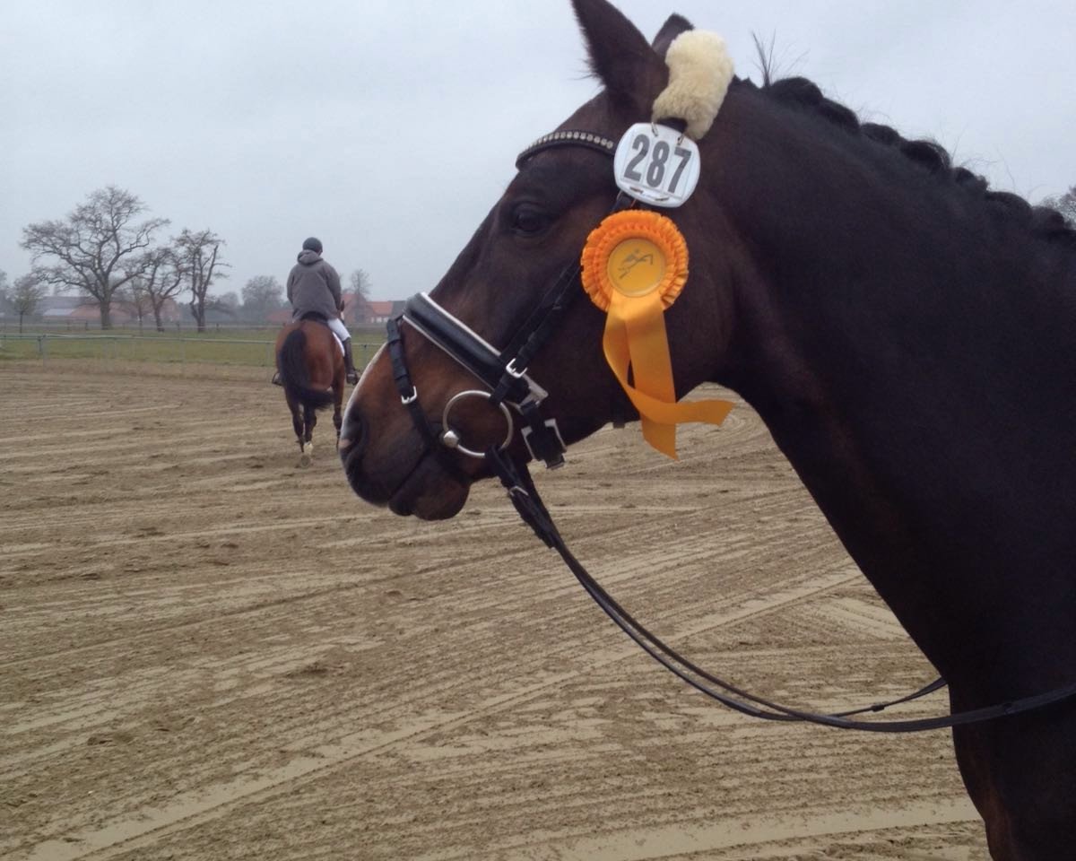 dressage horse Orange Blue M (German Riding Pony, 2009, from Offshore Energy R)