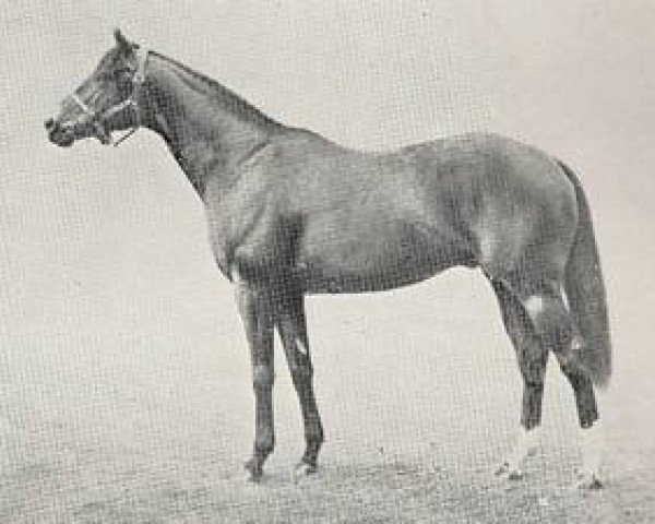 stallion Solonaway xx (Thoroughbred, 1946, from Solferino xx)