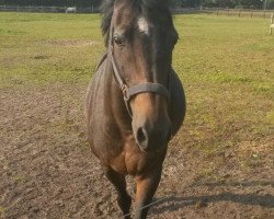 broodmare Ghana (German Riding Pony, 1996, from Brillant)