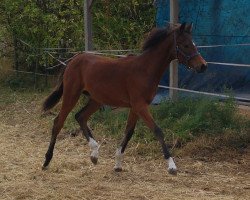 Zuchtstute Pamina vom Rabenschloss (Deutsches Reitpony, 2016, von Pilatus)