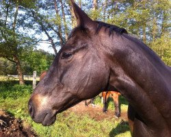 horse Beautiful (Trakehner, 1999, from Vivus)