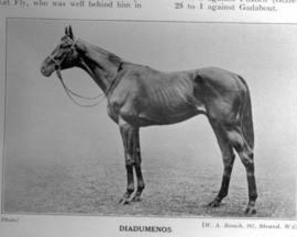 stallion Diadumenos xx (Thoroughbred, 1910, from Orby xx)