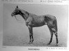 stallion Diadumenos xx (Thoroughbred, 1910, from Orby xx)