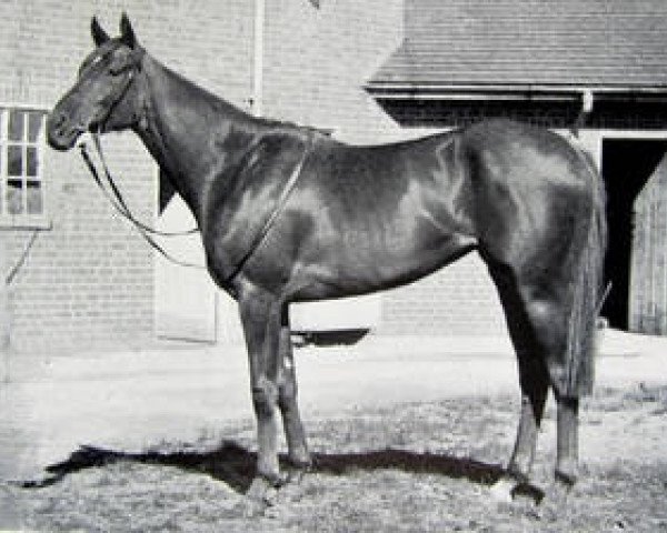 broodmare Bignonia xx (Thoroughbred, 1946, from Big Game xx)