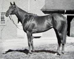 broodmare Bignonia xx (Thoroughbred, 1946, from Big Game xx)