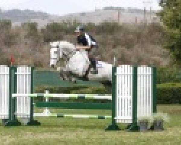 jumper Billy Cevelle (anglo european sporthorse, 2005, from Cevin Z)